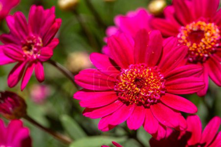 Photo for Argyranthemum is a genus belonging to the Asteraceae family. - Royalty Free Image