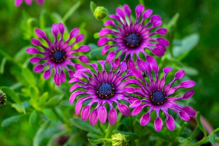 Photo for Osteospermum fruticosum flowers in full bloom - Royalty Free Image