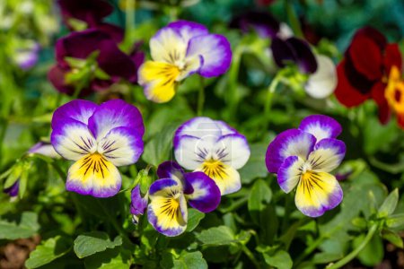 Téléchargez les photos : Nom scientifique : Viola tricolor - Famille : Violaceae - en image libre de droit