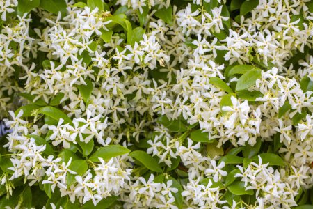 Eine duftende Blume; wissenschaftlicher Name: Trachelospermum jasminoides