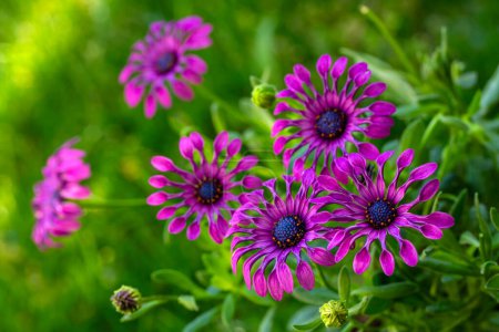 Photo for Osteospermum fruticosum flowers in full bloom - Royalty Free Image
