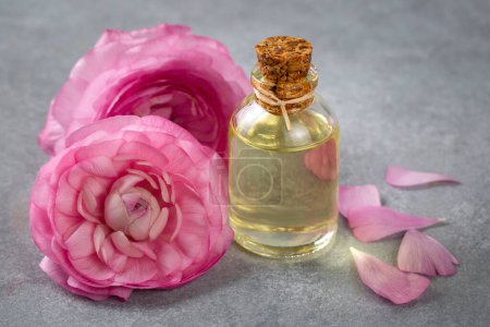 Téléchargez les photos : Huile essentielle de fleurs de ranunculus rose - en image libre de droit