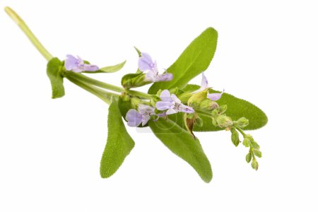 Téléchargez les photos : Salvia Officinalis (thé vert à la sauge) sur fond blanc - en image libre de droit