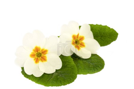 Téléchargez les photos : Primrose primula fleurs isolées sur fond blanc - en image libre de droit