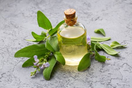 Foto de Salvia Officinales aceite esencial, aceite de salvia y hojas de salvia frescas dispuestas en patrón - Imagen libre de derechos
