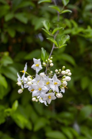 Potato vine white flowers - Latin name - Solanum laxum