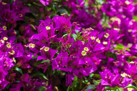Foto de Las flores de las buganvillas se cierran. Bougainvillea en flor. - Imagen libre de derechos