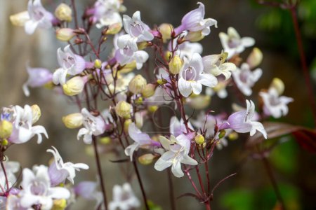 Téléchargez les photos : Fleurs blanches de Penstemon digitalis dans le jardin. - en image libre de droit