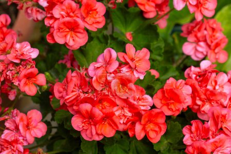 Téléchargez les photos : Fleur de pommier, rose géranium floraison au printemps. - en image libre de droit