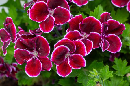 Royal pelargonium flowers - Pelargonium grandiflorum