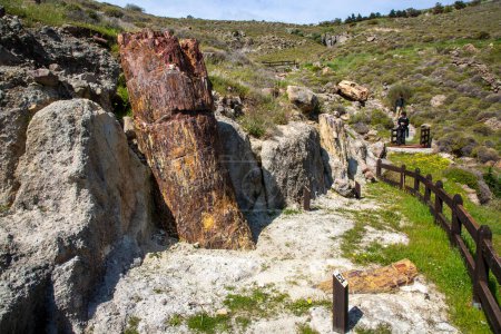 Foto de Un tronco fosilizado del Geoparque de la UNESCO "Bosque Petrificado de Sigri" en la isla de Lesbos en Grecia. Mitilene - Grecia Lesbos fossil forest - Imagen libre de derechos
