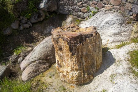 Téléchargez les photos : Un tronc d'arbre fossilisé du Géoparc UNESCO "Forêt pétrifiée de Sigri" sur l'île de Lesbos en Grèce. Mytilène - Grèce Lesbos forêt fossile - en image libre de droit