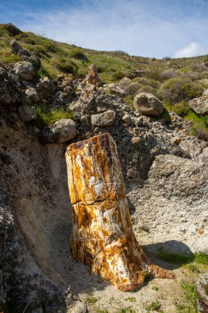A fossilized tree trunk from the UNESCO Geopark "Petrified Forest of Sigri" on the island of Lesvos in Greece. Mytilene - Greece Lesbos fossil forest