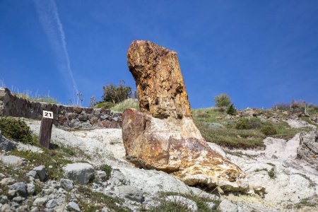 Un tronc d'arbre fossilisé du Géoparc UNESCO "Forêt pétrifiée de Sigri" sur l'île de Lesbos en Grèce. Mytilène - Grèce Lesbos forêt fossile
