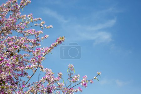 Téléchargez les photos : Fleur rose de Bauhinia, orchidée pourpre rapprochée ou Bauhinia pourpre (Bauhinia purpurea L.) - en image libre de droit