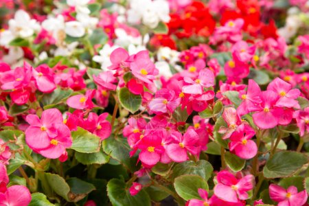 Téléchargez les photos : Plantes d'un bégonia à floraison constante (Begonia semperflorens) - en image libre de droit