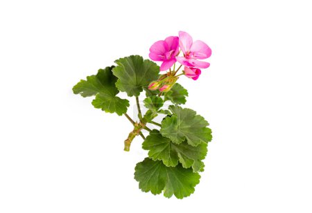 Photo for Geranium flowers and leaves isolated on white background. Pink pelargonium plants collection and banner. - Royalty Free Image