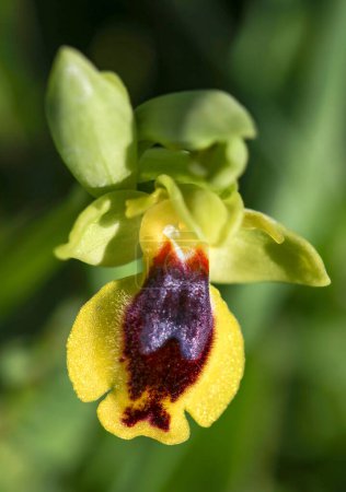 Flor de orquídea silvestre, ophrys lutea, Izmir / Turquía
 