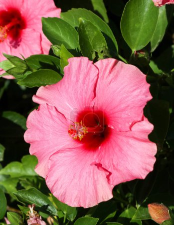 Flor rosa brillante de hibisco (Hibiscus rosa sinensis)