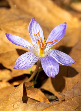 Wild flower in nature; Crocus Sativus