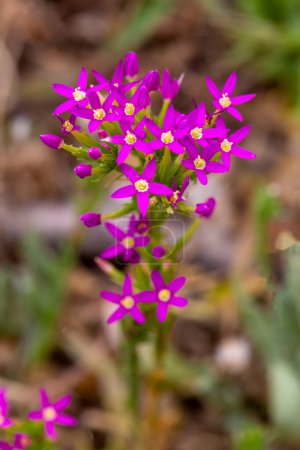 Plante sauvage, nom scientifique ; Centaurium erythraea