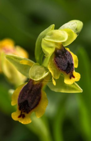 Wild orchid, ophrys lutea, Izmir - Turkey