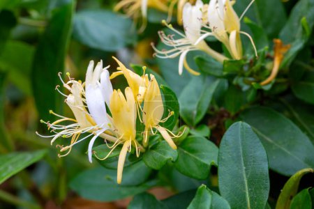 Lonicera japonica (Japanese Honeysuckle) flowering in summer