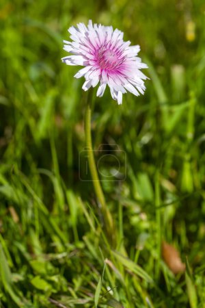 Crepis Rubra (Rosafarbener Falkenbart) Wildblume