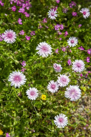 Crepis Rubra (Rosafarbener Falkenbart) Wildblume