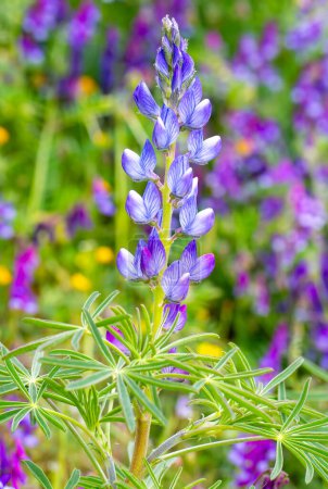 Photo for Close up of a blue annual wild lupin lupinus angustifolius growing in a field spreading by seed capsule - Royalty Free Image