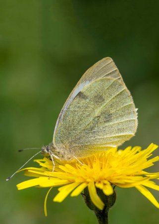 A white butterfly on a daisy. Scientific name; Pieris rapae