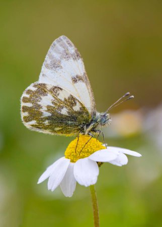Photo for A beautiful butterfly on the flower in spring. Scientific name; Pontia edusa - Eastern Bath White - Royalty Free Image