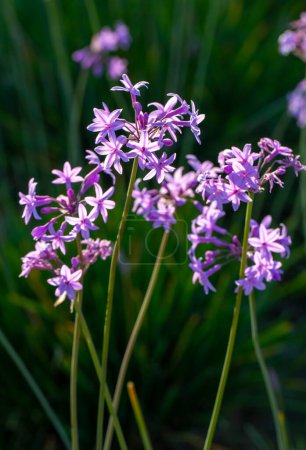 Tulbaghia violacea es una planta bulbosa con flores púrpuras