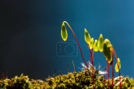 Macro image of blooming moss against a blue background