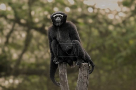 Westlicher Hoolock-Gibbon sitzt auf dem Holzklotz und starrt Besucher in einen Zoo
