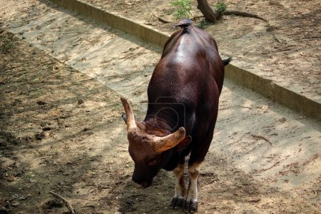 Majestuoso bisonte indio, gaur, manchado en el zoológico