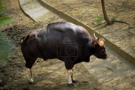 Majestic Indian Bison, Gaur, Spotted at Zoo