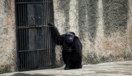 Téléchargez les photos : Le plus ancien chimpanzé de l'Inde, Rita, se tient près de la barrière de cage à l'intérieur du parc zoologique national de Delhi, en Inde - en image libre de droit