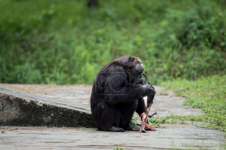Téléchargez les photos : Le plus vieux chimpanzé de l'Inde, Rita, a tué une chauve-souris et a commencé à la manger dans un zoo. - en image libre de droit