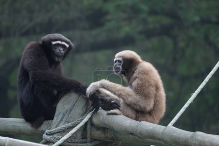 Foto de Gibón hoolock occidental sentado en el bloque de madera y mirando a los visitantes dentro de un zoológico - Imagen libre de derechos