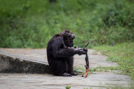 Téléchargez les photos : Le plus vieux chimpanzé de l'Inde, Rita, a tué une chauve-souris et a commencé à la manger dans un zoo. - en image libre de droit