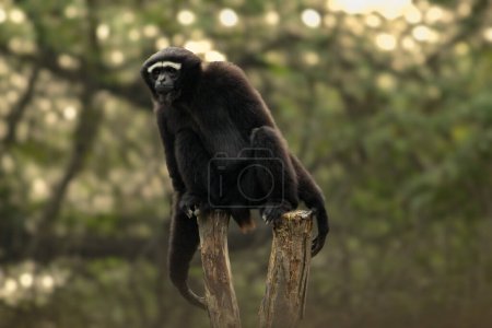 Photo for Western hoolock gibbon sitting on the wooden block and staring visitors inside a zoo - Royalty Free Image