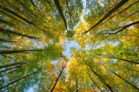 Téléchargez les photos : Automne automne cime des arbres vue vers le haut depuis le bas - en image libre de droit