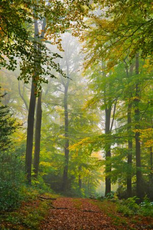 Foto de Panorama de bosque brumoso en otoño. Cuento de hadas espeluznante buscando bosques en un día brumoso. Mañana de niebla fría en el bosque - Imagen libre de derechos