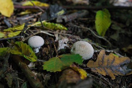 Téléchargez les photos : Lycoperdon perlatum, populairement connu sous le nom de puffball commun, émergeant du sol forestier - en image libre de droit
