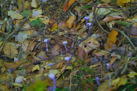 Photo for Amethyst deceiver, Laccaria amethystina, purple violet mushrooms in the wood in autumn - Royalty Free Image