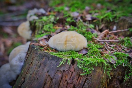 Photo for A Postia ptychogaster, known as the powderpuff bracket, strange fungus - Royalty Free Image