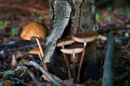 Foto de Cosecha de setas hongo miel Armillaria mellea - una familia de setas comestibles en el bosque de otoño. - Imagen libre de derechos