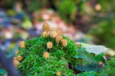 Téléchargez les photos : Coprinellus micaceus ou mica cap, de beaux champignons poussant dans la mousse - en image libre de droit