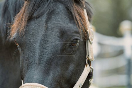 Foto de Retrato de caballo negro de cerca - Imagen libre de derechos
